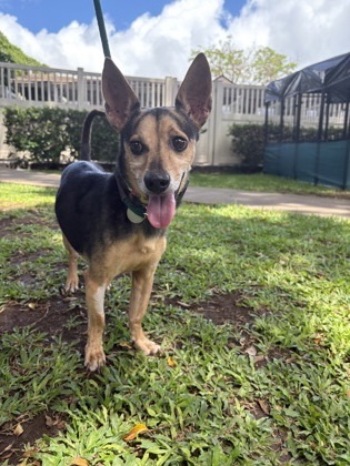 Lucious, an adoptable Terrier, Mixed Breed in Honolulu, HI, 96826 | Photo Image 2