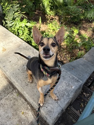 Lucious, an adoptable Terrier, Mixed Breed in Honolulu, HI, 96826 | Photo Image 3