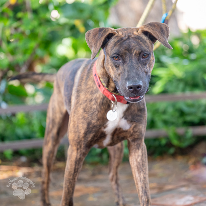 Elvis Presley, an adoptable Pit Bull Terrier, Mixed Breed in Honolulu, HI, 96826 | Photo Image 1