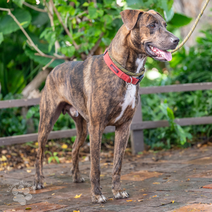 Elvis Presley, an adoptable Pit Bull Terrier, Mixed Breed in Honolulu, HI, 96826 | Photo Image 2