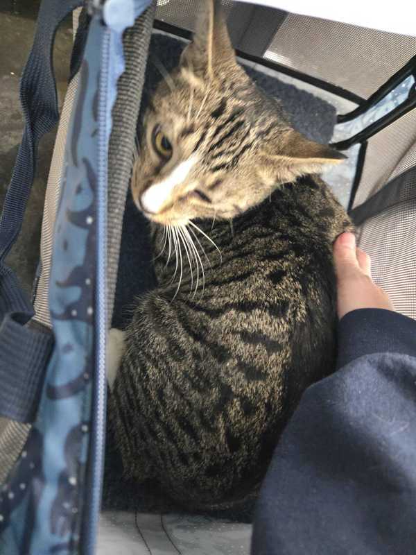 Sergeant Tuna
