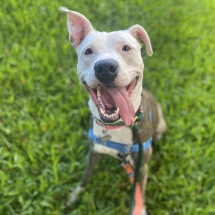 Little Girl, an adoptable Pit Bull Terrier, Mixed Breed in Honolulu, HI, 96826 | Photo Image 1