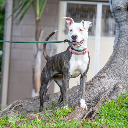 Little Girl, an adoptable Pit Bull Terrier, Mixed Breed in Honolulu, HI, 96826 | Photo Image 2