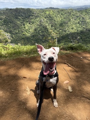 Little Girl, an adoptable Pit Bull Terrier, Mixed Breed in Honolulu, HI, 96826 | Photo Image 3
