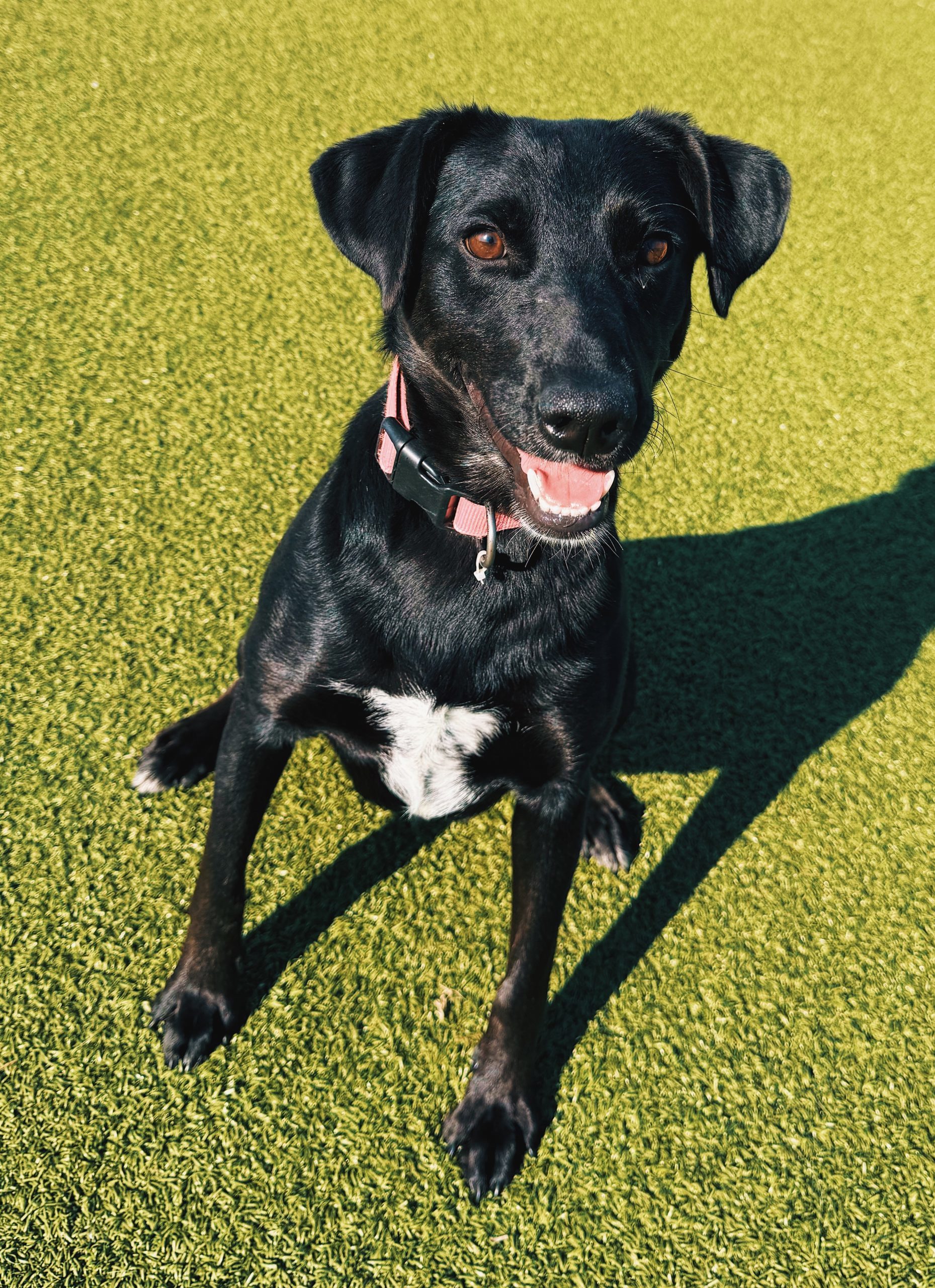 Nora, an adoptable Black Labrador Retriever, Australian Cattle Dog / Blue Heeler in Hays, KS, 67601 | Photo Image 1