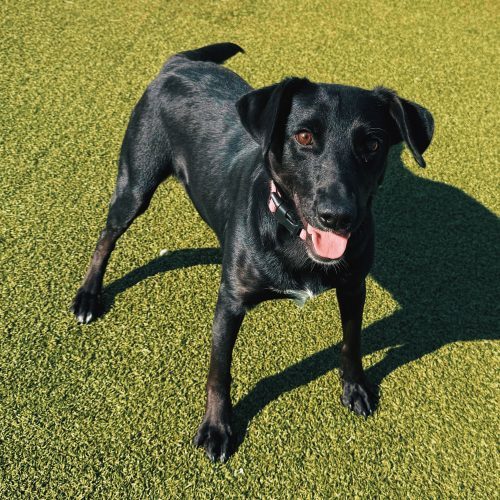 Nora, an adoptable Black Labrador Retriever, Australian Cattle Dog / Blue Heeler in Hays, KS, 67601 | Photo Image 2