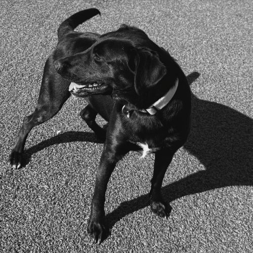 Nora, an adoptable Black Labrador Retriever, Australian Cattle Dog / Blue Heeler in Hays, KS, 67601 | Photo Image 3