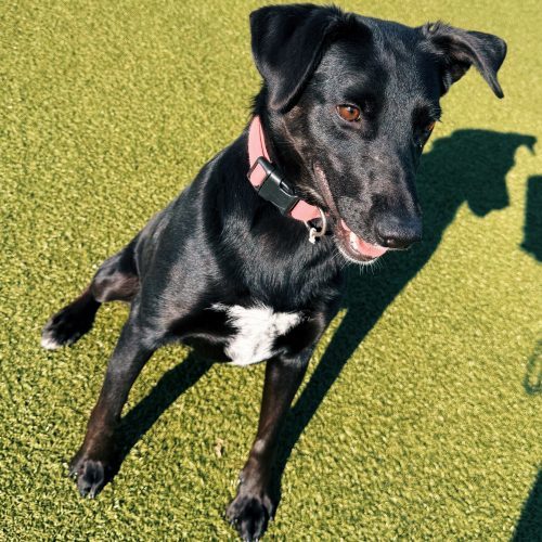 Nora, an adoptable Black Labrador Retriever, Australian Cattle Dog / Blue Heeler in Hays, KS, 67601 | Photo Image 4