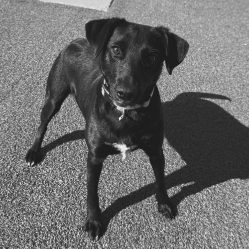 Nora, an adoptable Black Labrador Retriever, Australian Cattle Dog / Blue Heeler in Hays, KS, 67601 | Photo Image 5