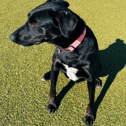 Nora, an adoptable Black Labrador Retriever, Australian Cattle Dog / Blue Heeler in Hays, KS, 67601 | Photo Image 6