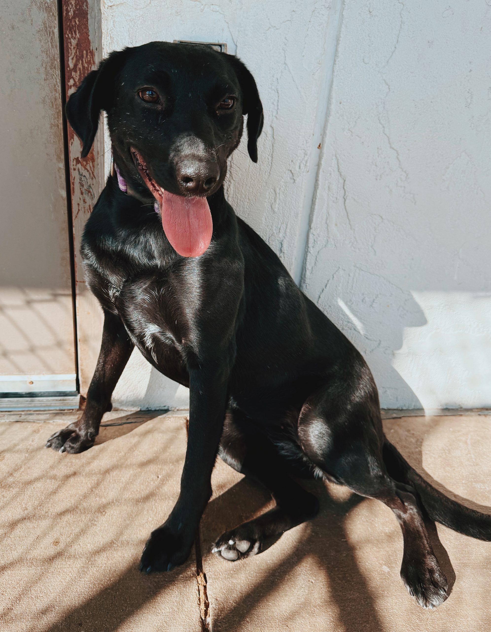 Belly, an adoptable Black Labrador Retriever, Australian Cattle Dog / Blue Heeler in Hays, KS, 67601 | Photo Image 1