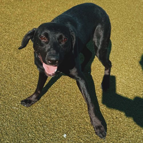 Belly, an adoptable Black Labrador Retriever, Australian Cattle Dog / Blue Heeler in Hays, KS, 67601 | Photo Image 2