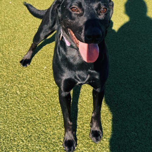 Belly, an adoptable Black Labrador Retriever, Australian Cattle Dog / Blue Heeler in Hays, KS, 67601 | Photo Image 3
