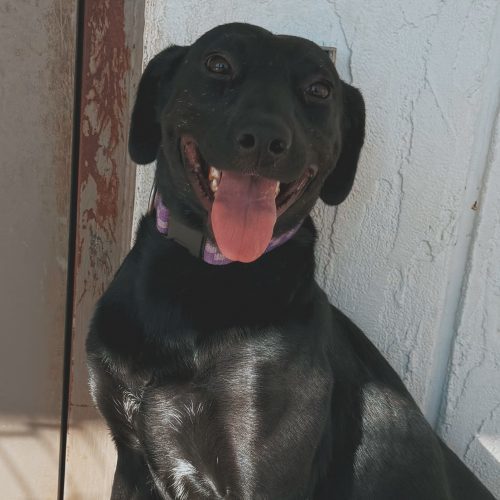 Belly, an adoptable Black Labrador Retriever, Australian Cattle Dog / Blue Heeler in Hays, KS, 67601 | Photo Image 4