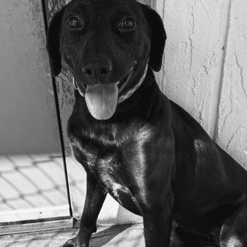 Belly, an adoptable Black Labrador Retriever, Australian Cattle Dog / Blue Heeler in Hays, KS, 67601 | Photo Image 5