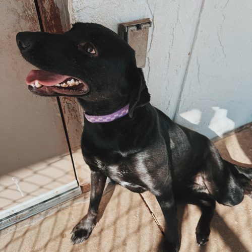 Belly, an adoptable Black Labrador Retriever, Australian Cattle Dog / Blue Heeler in Hays, KS, 67601 | Photo Image 6