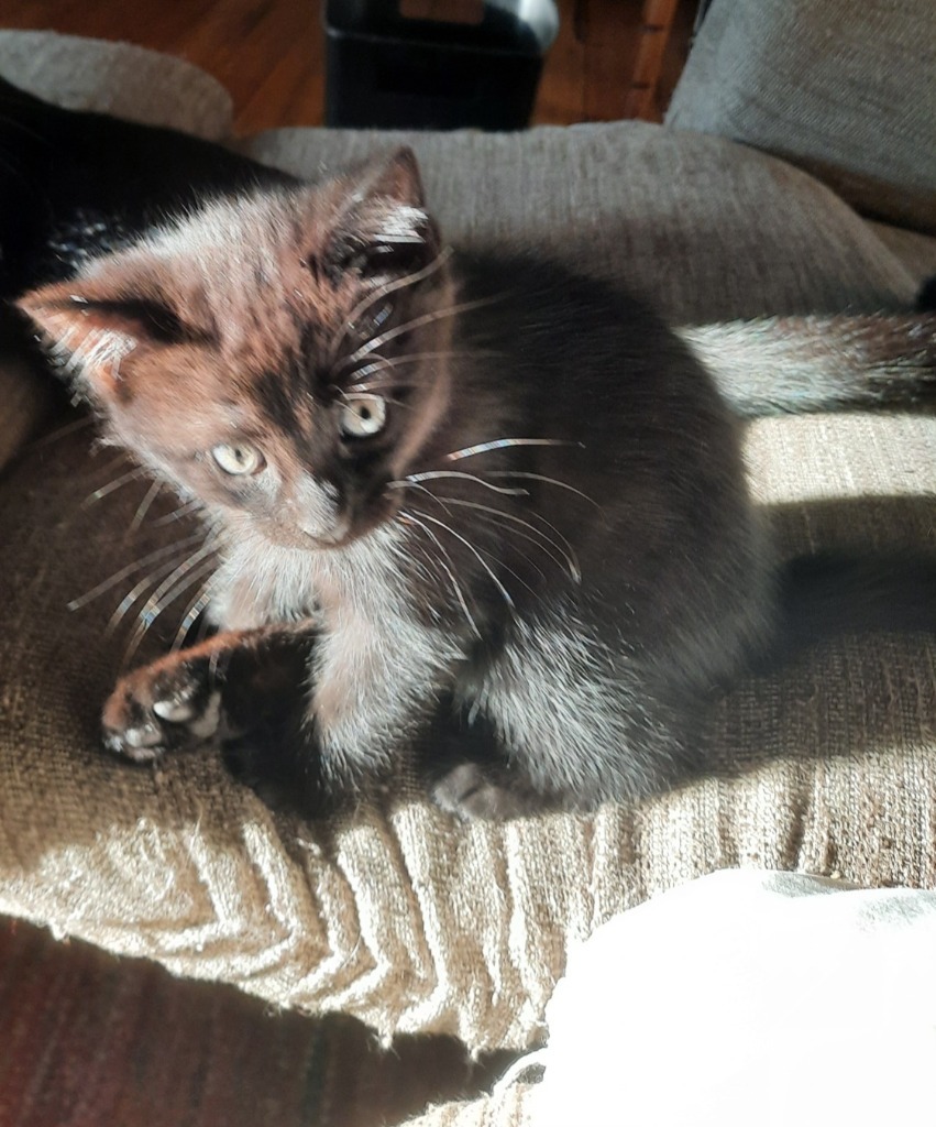 Miss Skeeter