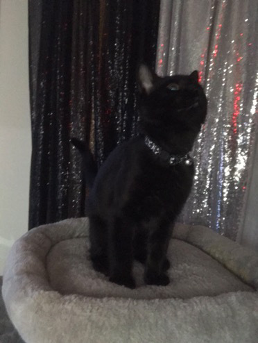 DJ Catnip