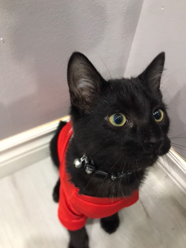 DJ Catnip