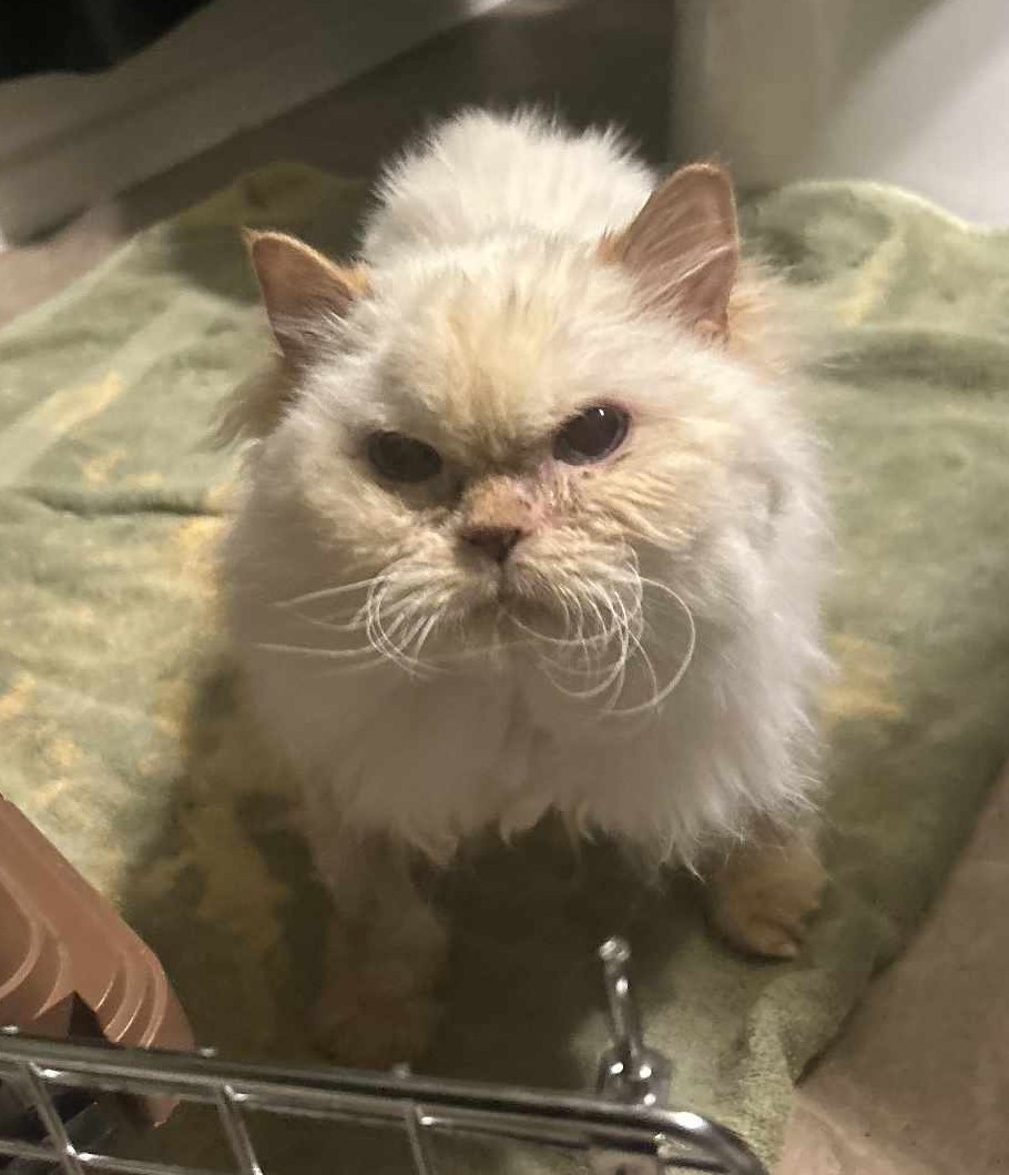 Frosting, an adoptable Himalayan in Toronto, ON, M4C 1H0 | Photo Image 1