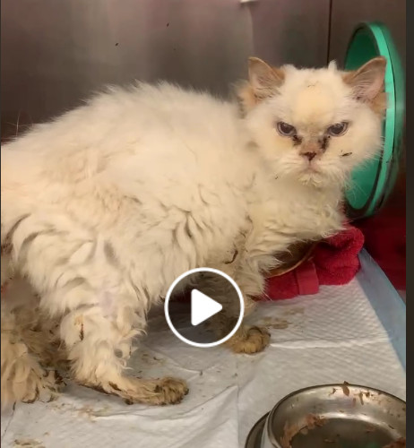 Frosting, an adoptable Himalayan in Toronto, ON, M4C 1H0 | Photo Image 2