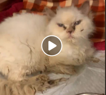 Frosting, an adoptable Himalayan in Toronto, ON, M4C 1H0 | Photo Image 3