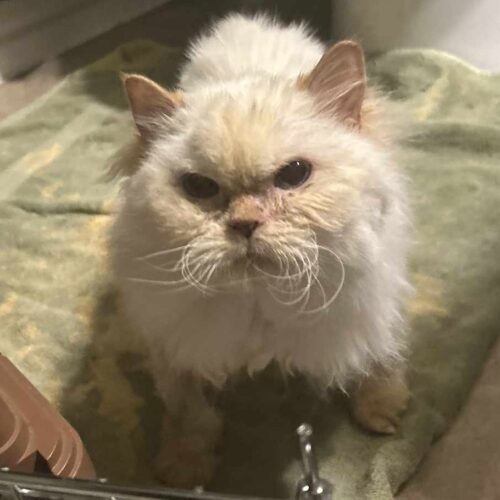 Frosting, an adoptable Himalayan in Toronto, ON, M4C 1H0 | Photo Image 4