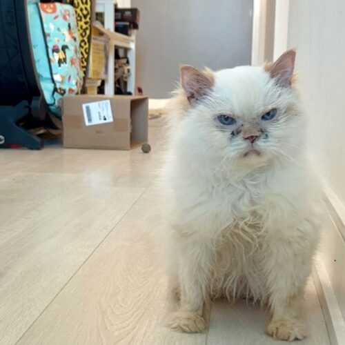 Frosting, an adoptable Himalayan in Toronto, ON, M4C 1H0 | Photo Image 5