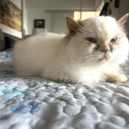 Frosting, an adoptable Himalayan in Toronto, ON, M4C 1H0 | Photo Image 6