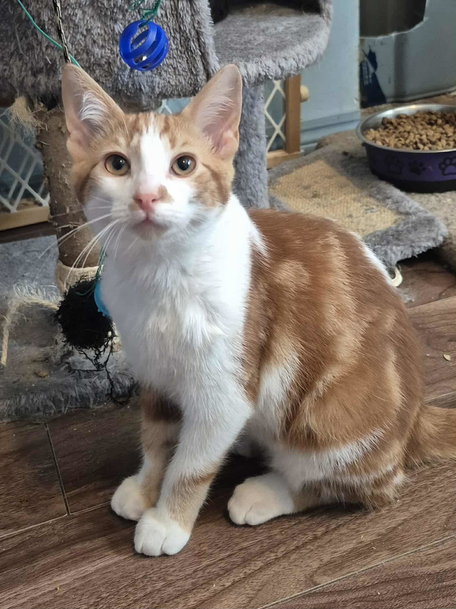 Samson, an adoptable Domestic Short Hair in Steinbach, MB, R5G 2B2 | Photo Image 1