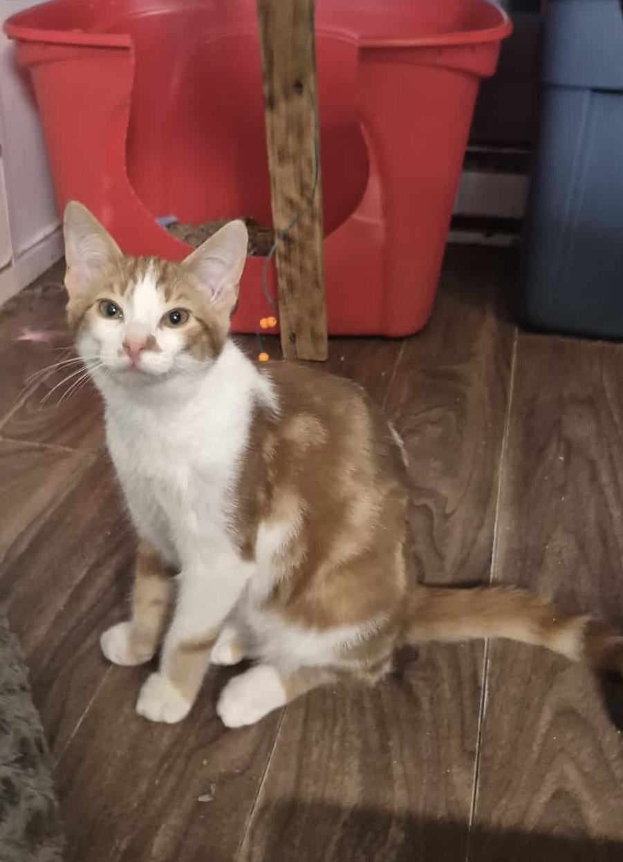 Samson, an adoptable Domestic Short Hair in Steinbach, MB, R5G 2B2 | Photo Image 3