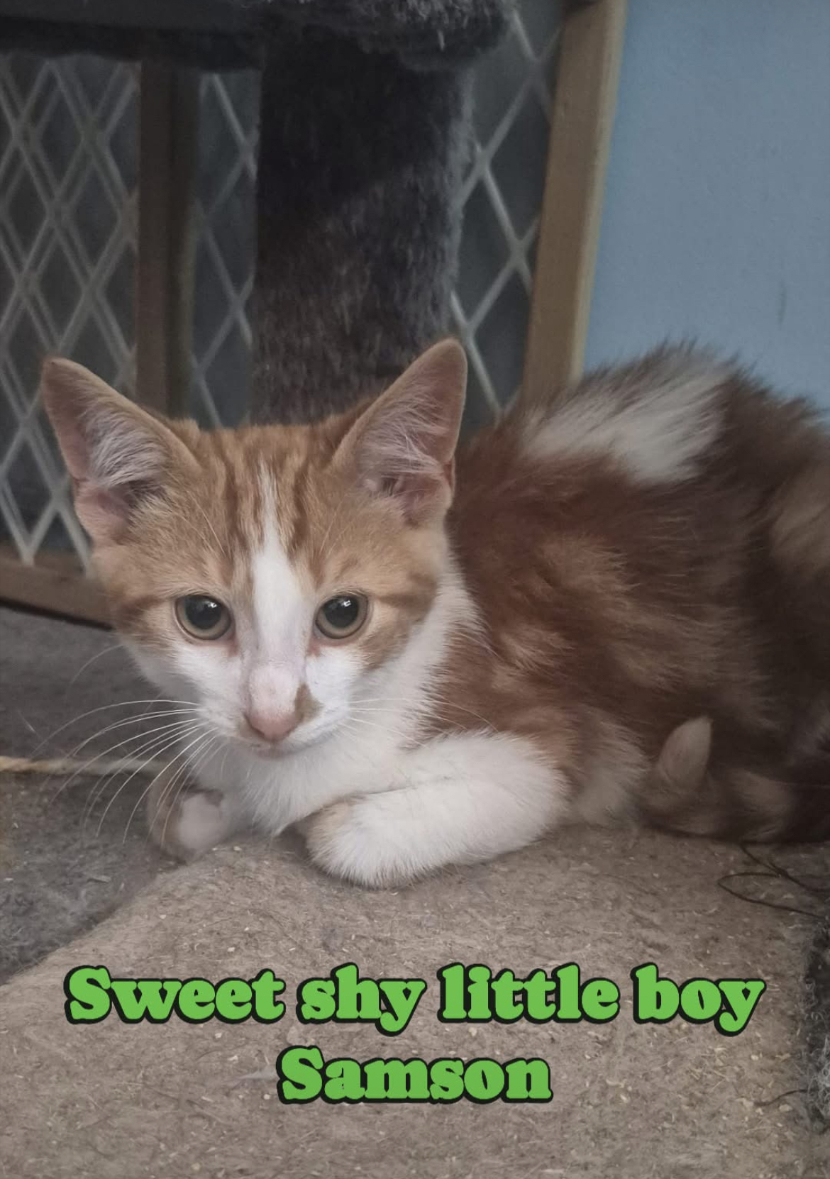 Samson, an adoptable Domestic Short Hair in Steinbach, MB, R5G 2B2 | Photo Image 4