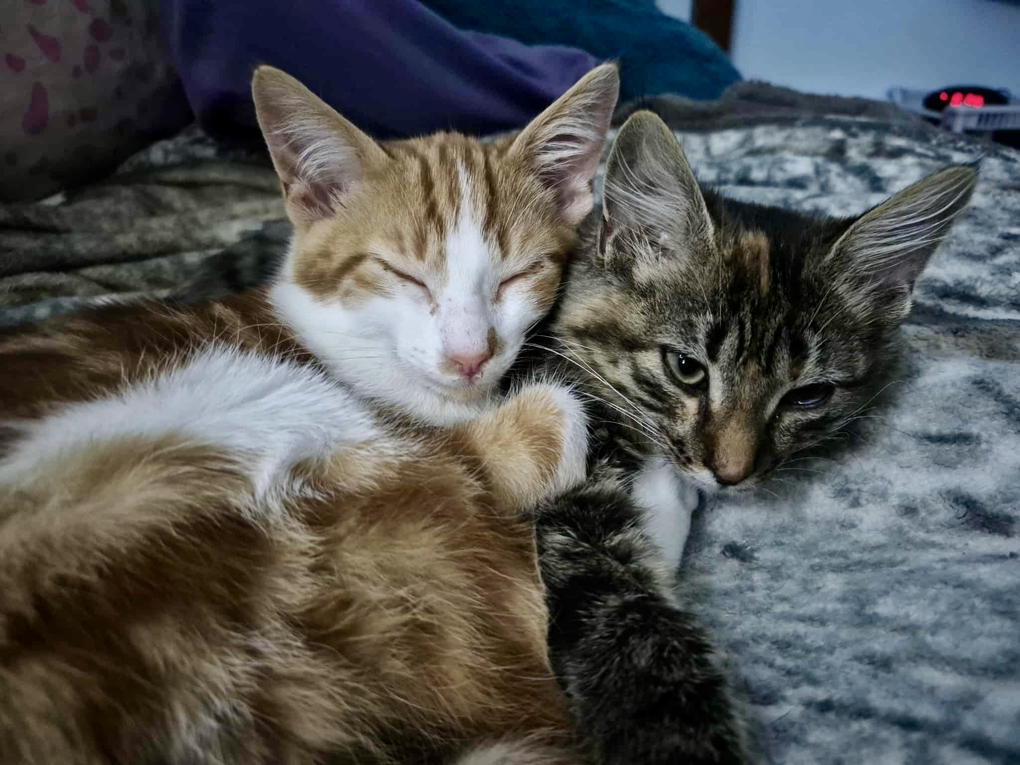 Samson, an adoptable Domestic Short Hair in Steinbach, MB, R5G 2B2 | Photo Image 5