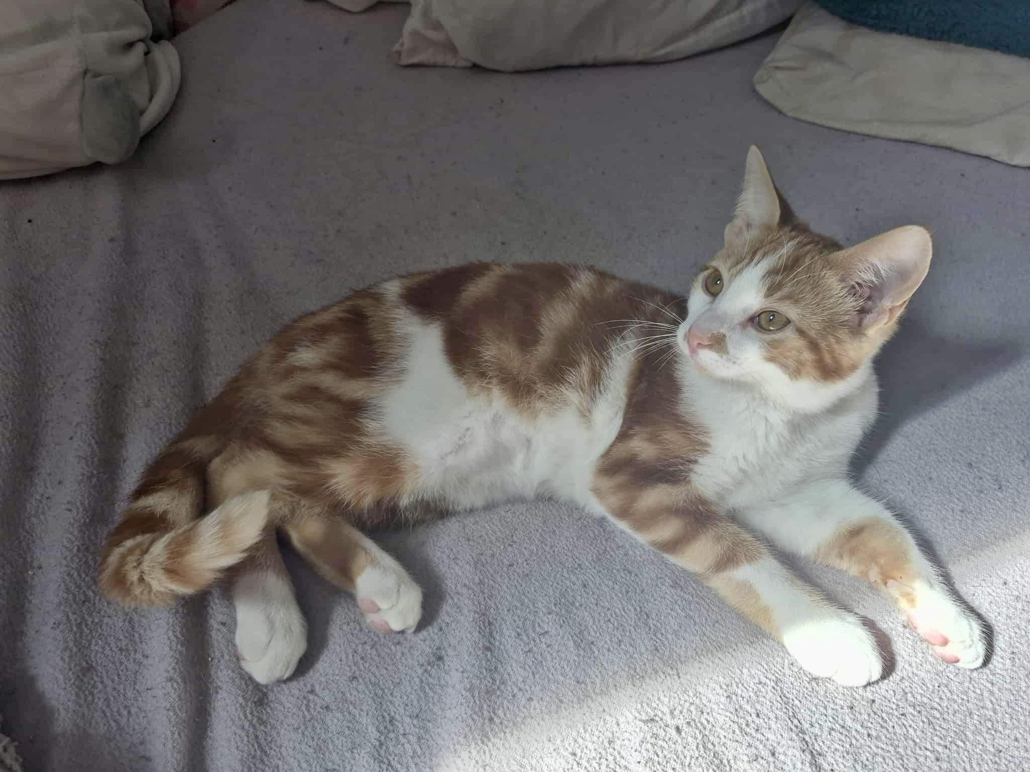 Samson, an adoptable Domestic Short Hair in Steinbach, MB, R5G 2B2 | Photo Image 6