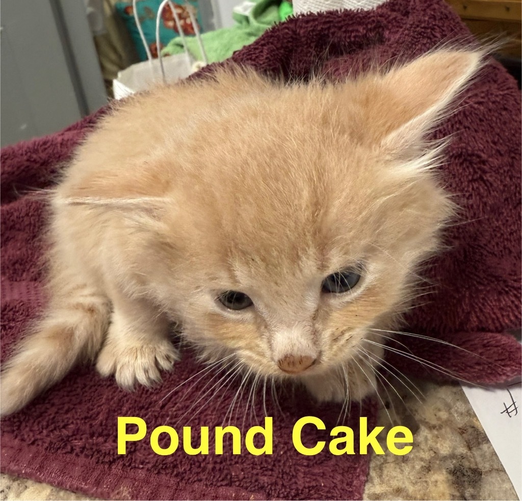 Pound Cake