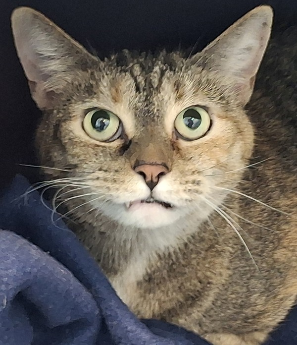 Lydia