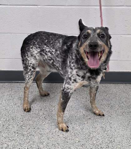 Nutmeg, an adoptable Cattle Dog, Mixed Breed in Caldwell, ID, 83607 | Photo Image 1