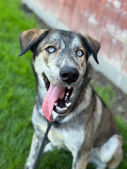 Everest, an adoptable Siberian Husky, Dutch Shepherd in Caldwell, ID, 83607 | Photo Image 1