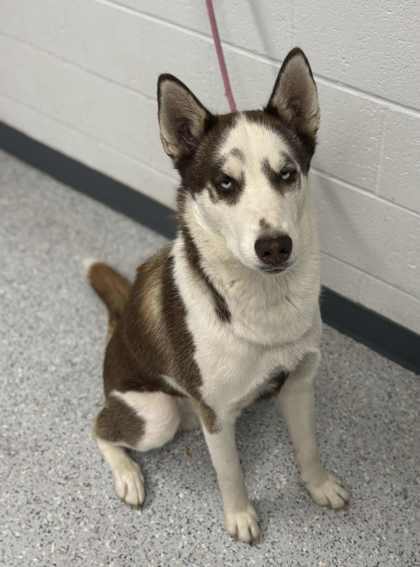 Kevin, an adoptable Siberian Husky, Mixed Breed in Caldwell, ID, 83607 | Photo Image 1