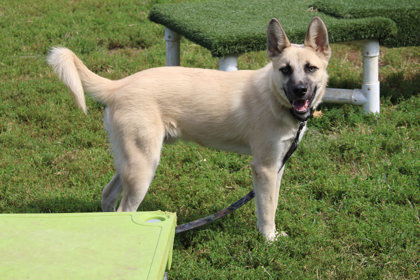 Luca