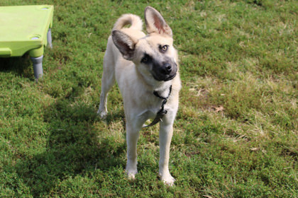 Luca