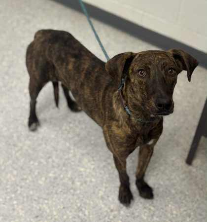 Aria, an adoptable Plott Hound, Mixed Breed in Caldwell, ID, 83607 | Photo Image 1