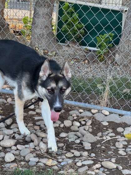 Ruffian, an adoptable Siberian Husky, Mixed Breed in Caldwell, ID, 83607 | Photo Image 1