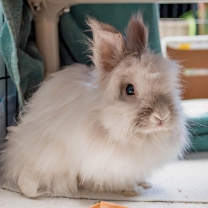 Toupette