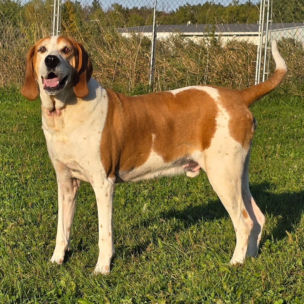 Vaughn, an adoptable Hound in Ashland, WI, 54806 | Photo Image 1