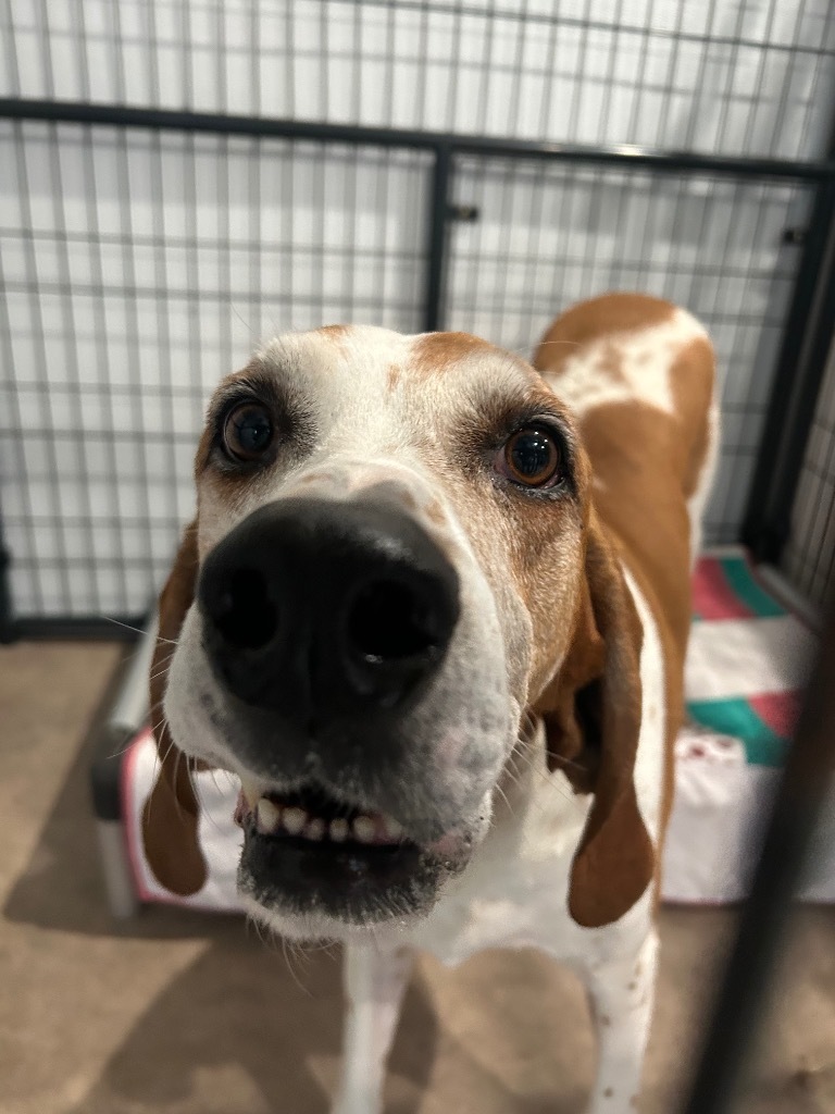 Vaughn, an adoptable Hound in Ashland, WI, 54806 | Photo Image 2