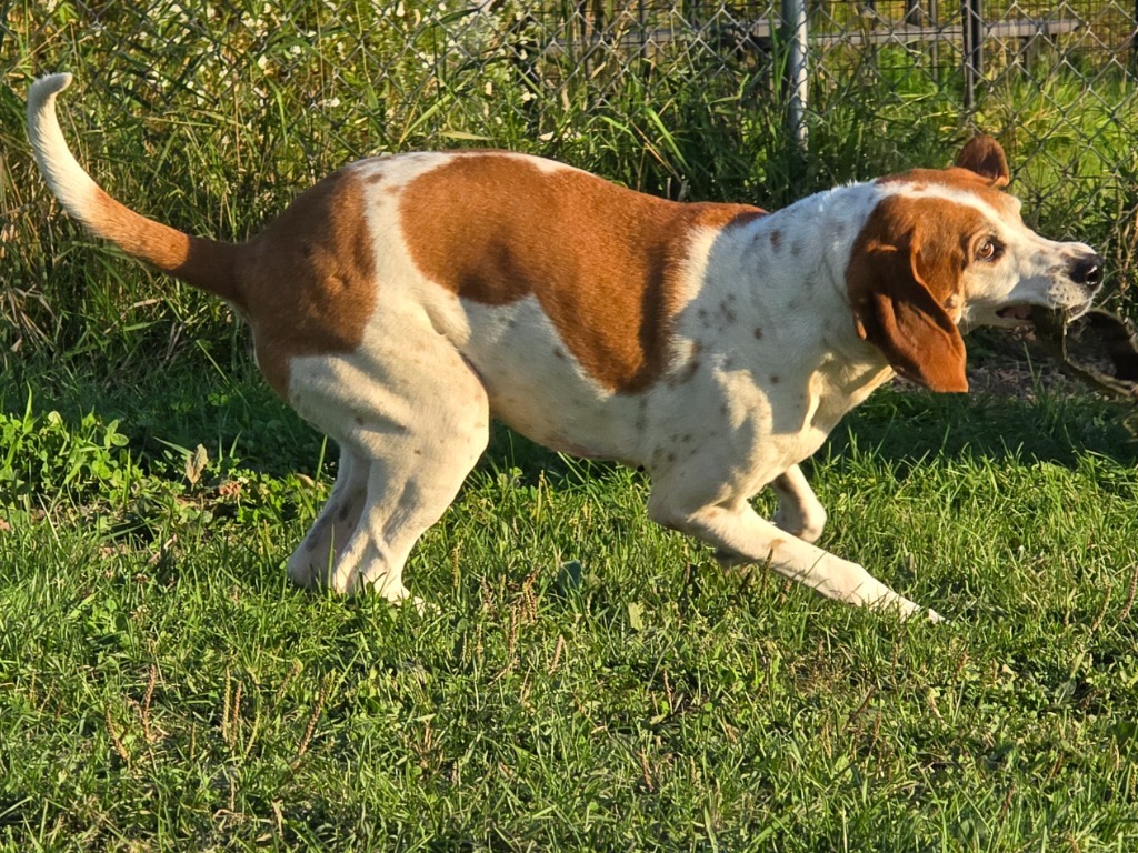 Vaughn, an adoptable Hound in Ashland, WI, 54806 | Photo Image 3