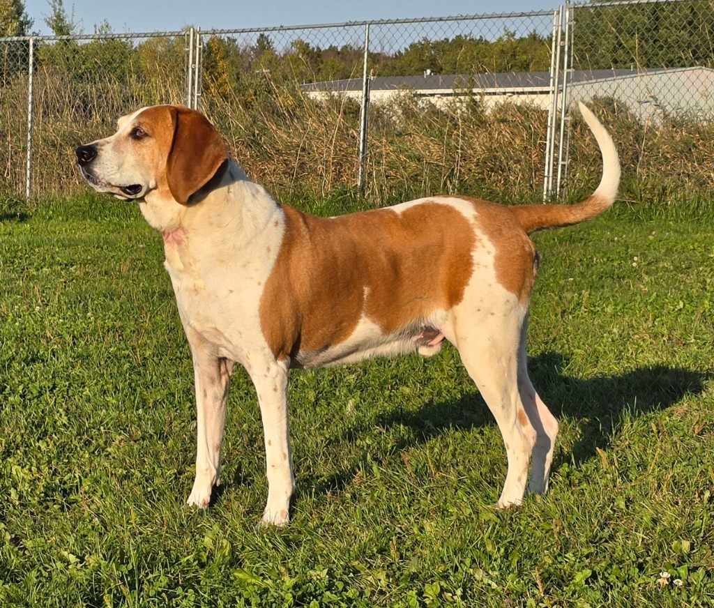 Vaughn, an adoptable Hound in Ashland, WI, 54806 | Photo Image 4