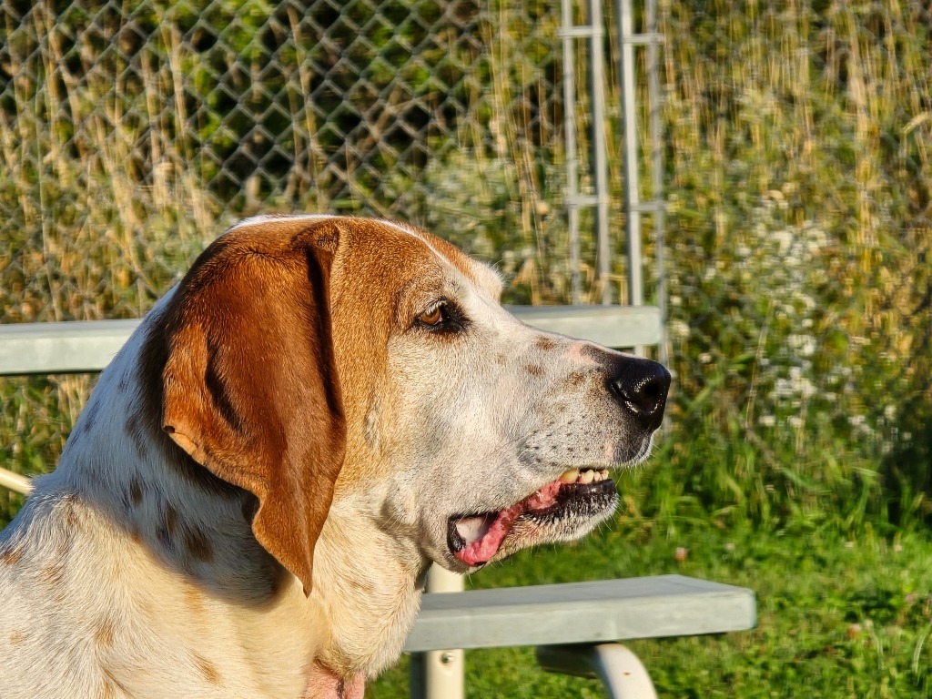 Vaughn, an adoptable Hound in Ashland, WI, 54806 | Photo Image 5