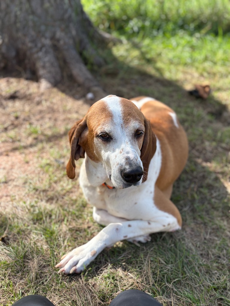 Vaughn, an adoptable Hound in Ashland, WI, 54806 | Photo Image 6